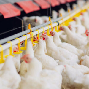 Trại gà hệ thống xử lý nước thải trại gà