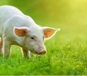 Trại heo 2 Trại heo 2