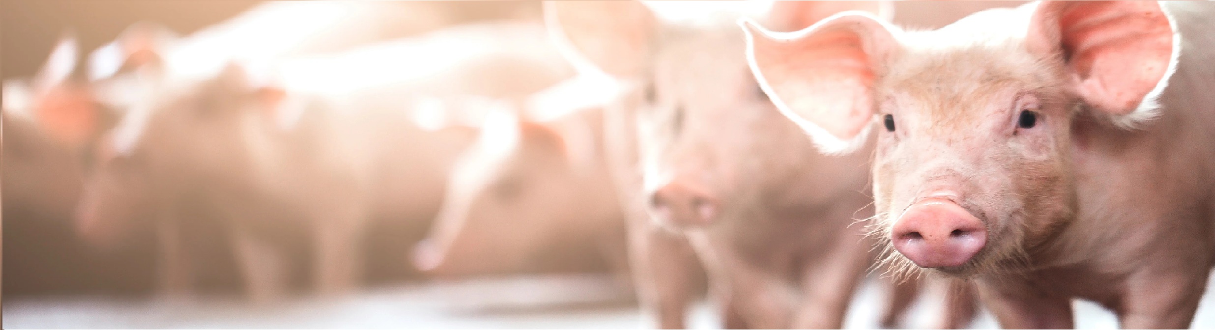 hệ thống xử lý nước thải trại heo